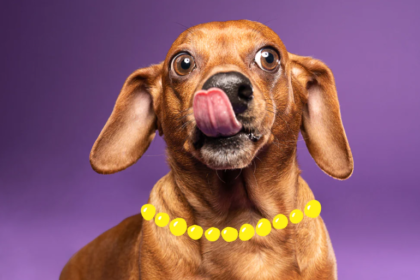 Why Do Dachshunds Lick So Much?
