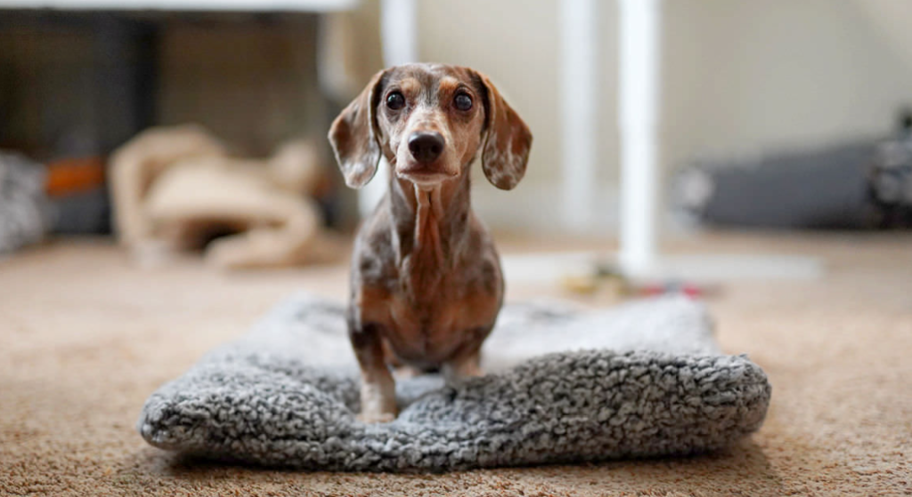 Tips to Help Your Anxious Dachshund