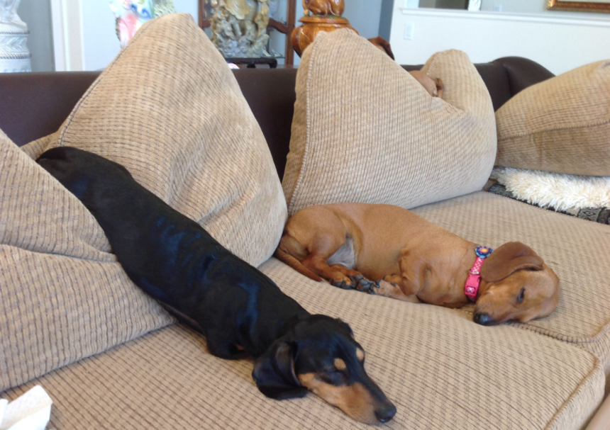 Are Dachshunds Lazy?