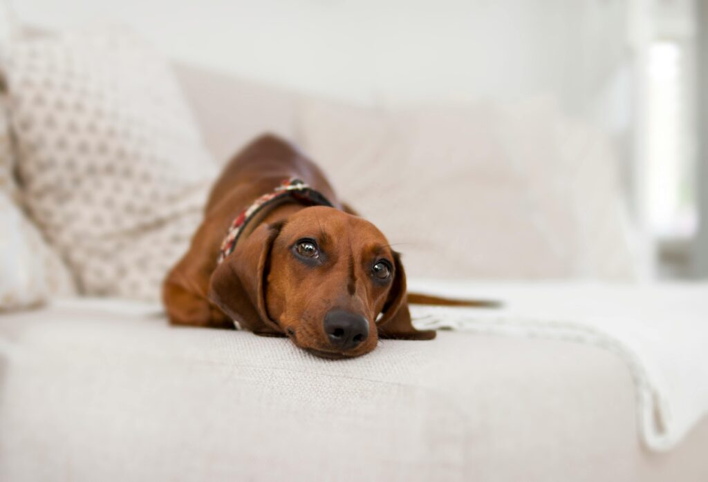 Why are Dachshunds prone to anxiety?