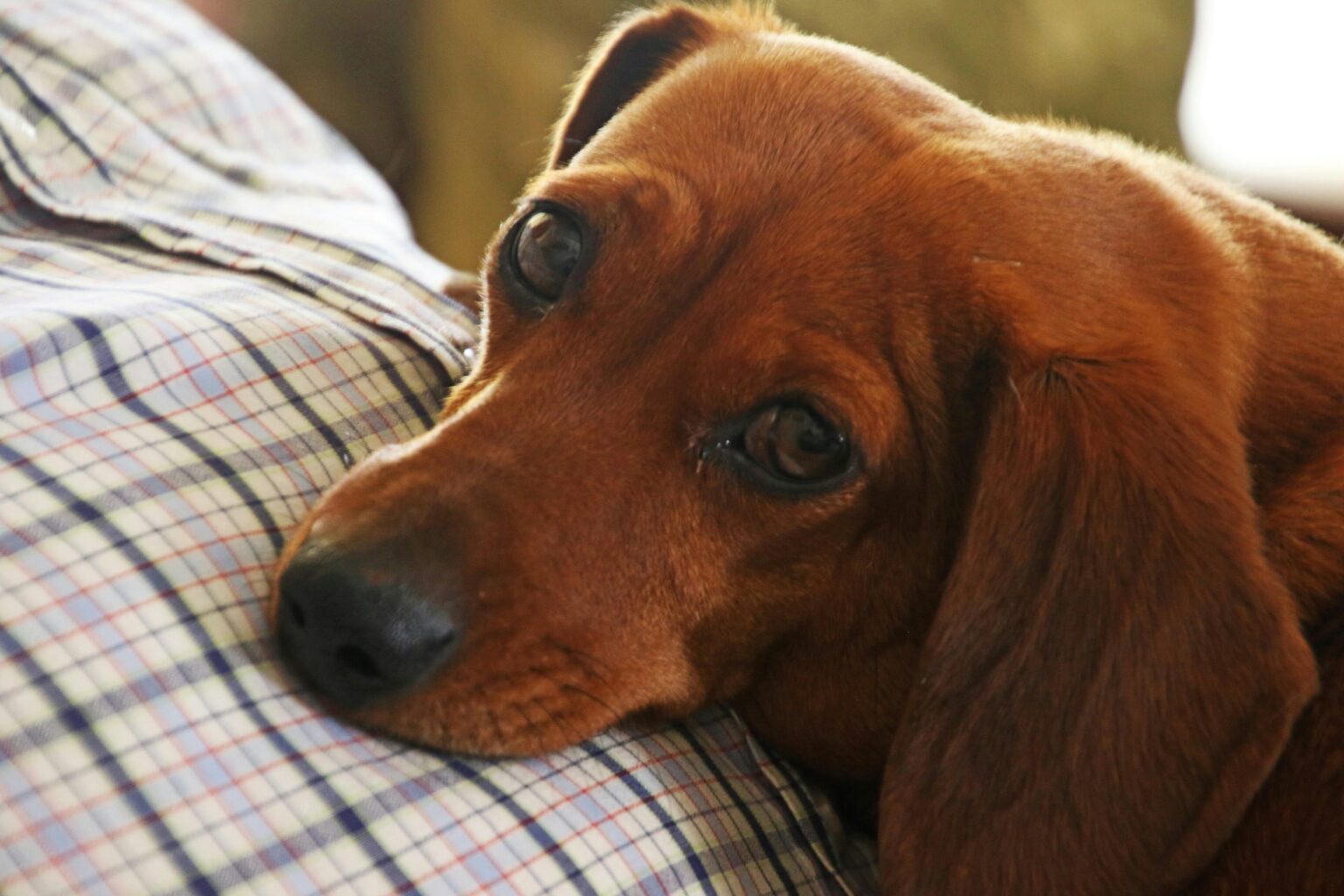Spotting Anxiety in Dachshunds: Signs and Solutions