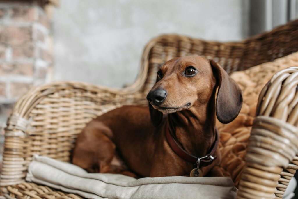 Recognizing Dachshund Anxiety