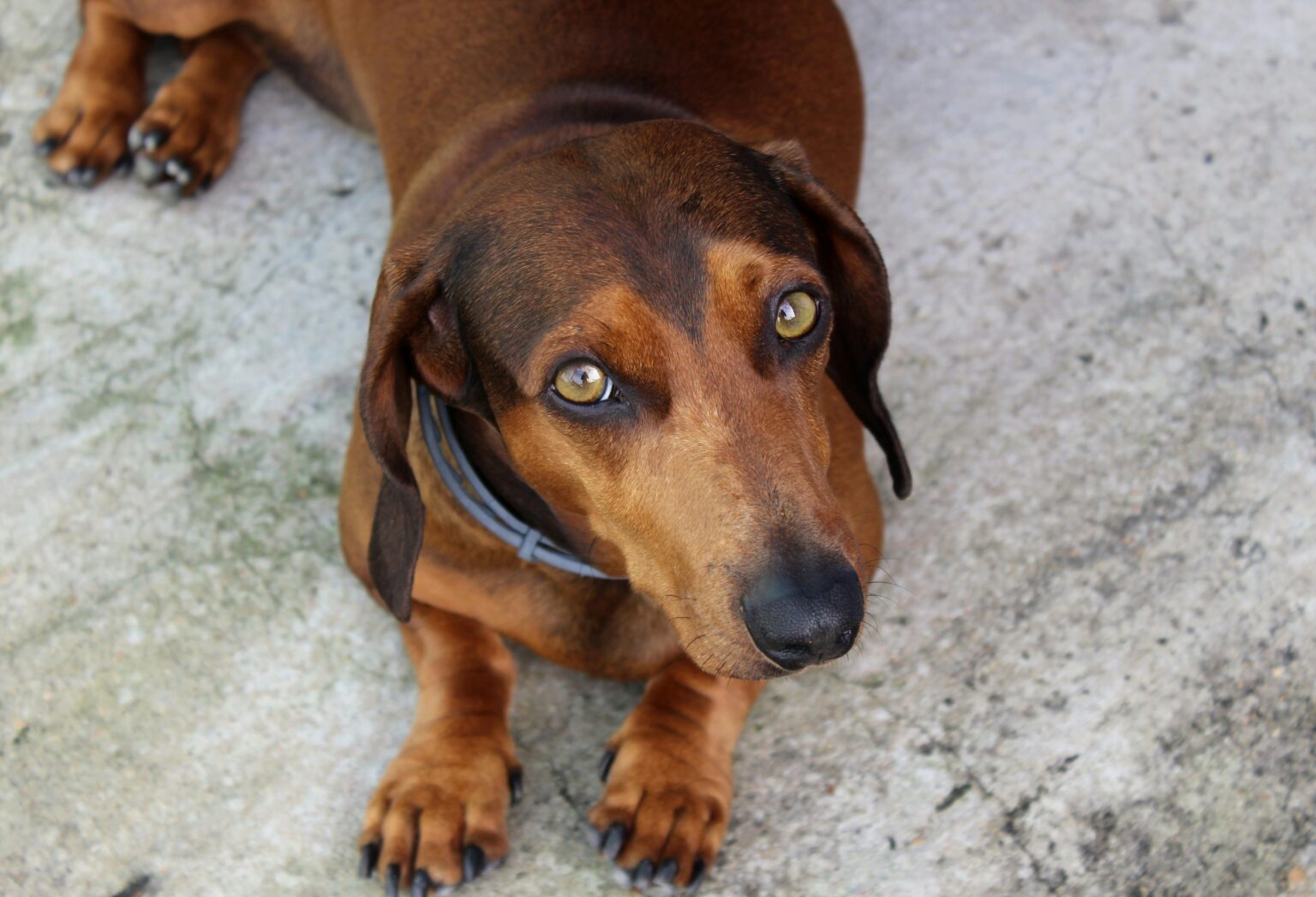 Do dachshunds have separation anxiety?