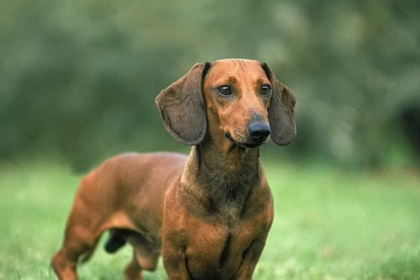how to fix separation anxiety in dachshunds