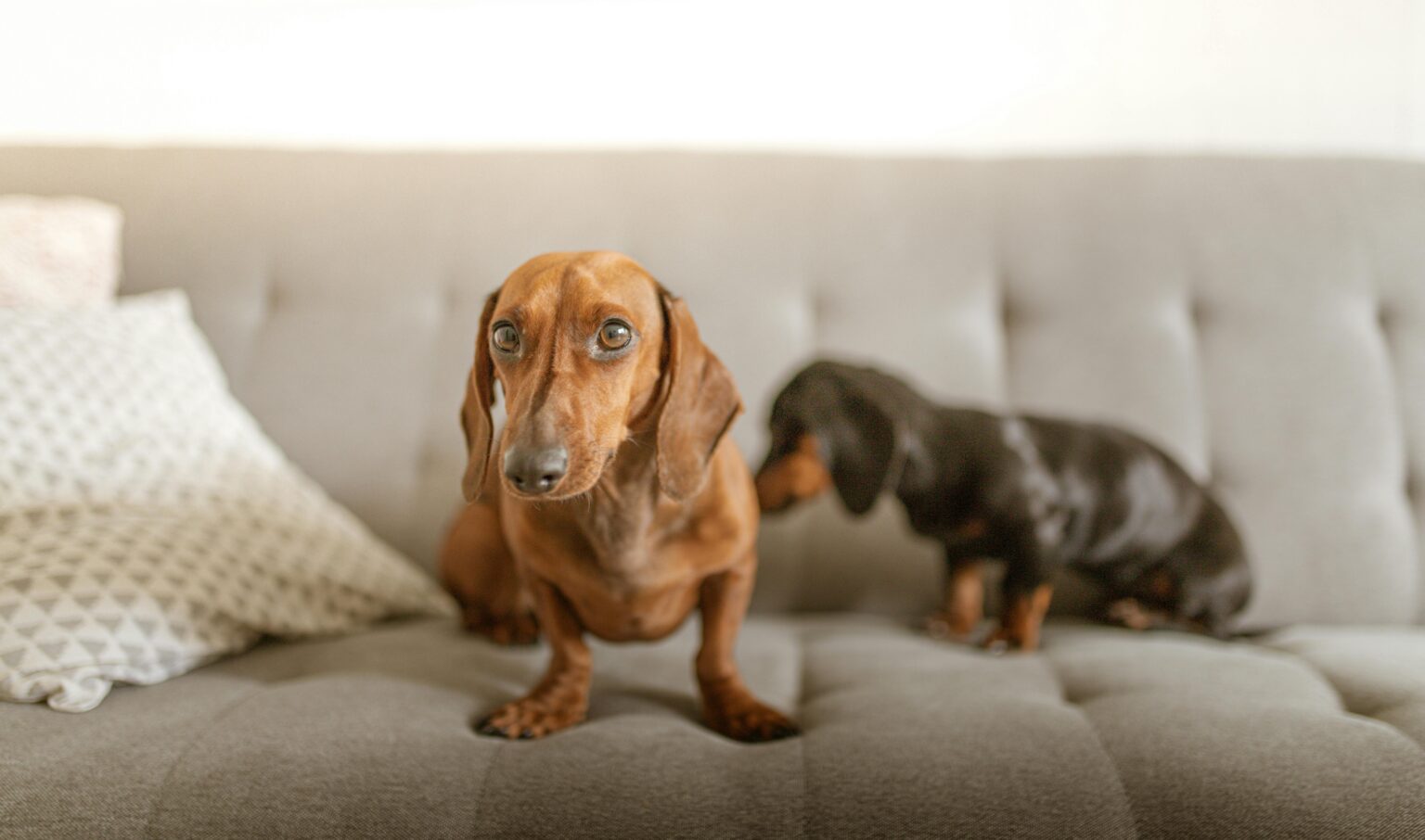 Are Dachshunds Lazy?