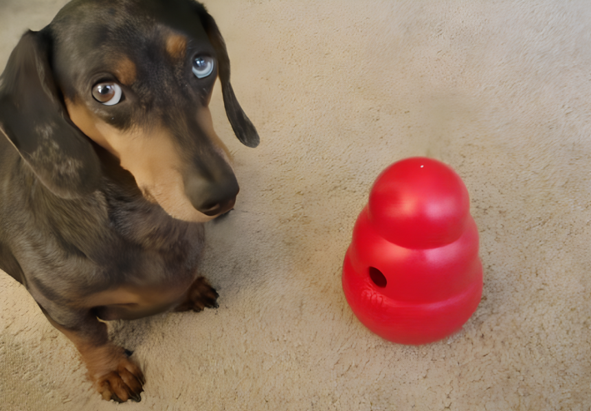 best dachshund toys