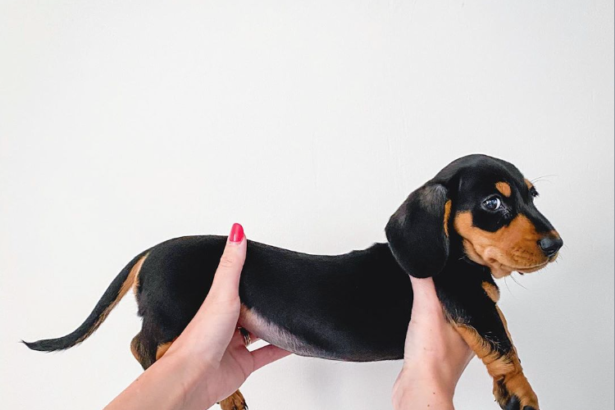 how to pick up a weiner dog?