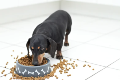 how much to feed a dachshund puppy