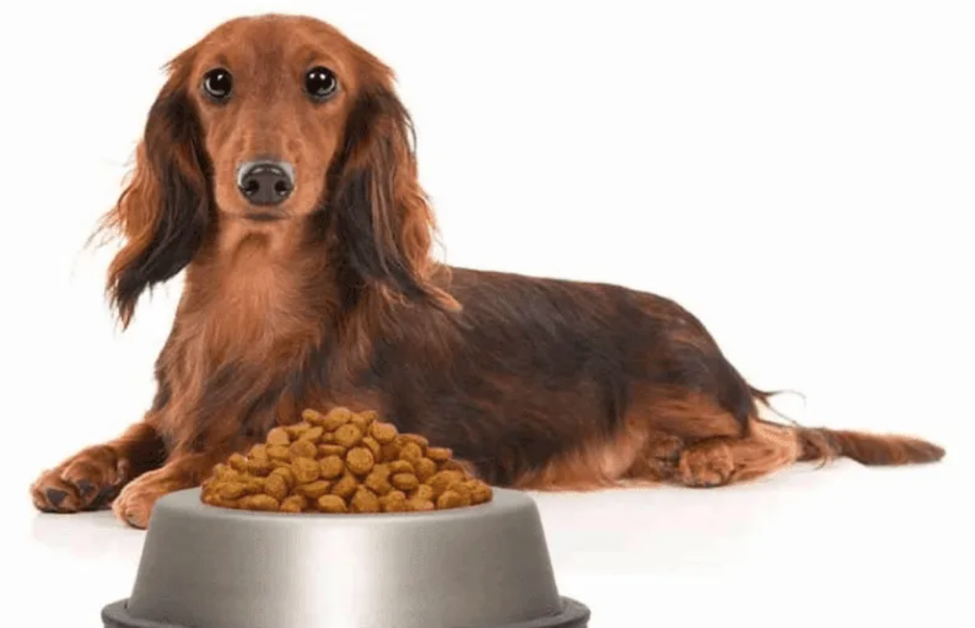 Best diet for miniature dachshund best sale