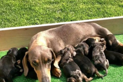 Dachshund Puppies for Adoption