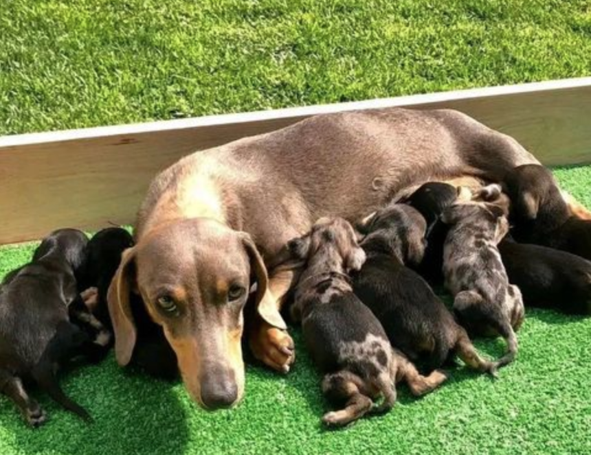 Dachshund Puppies for Adoption