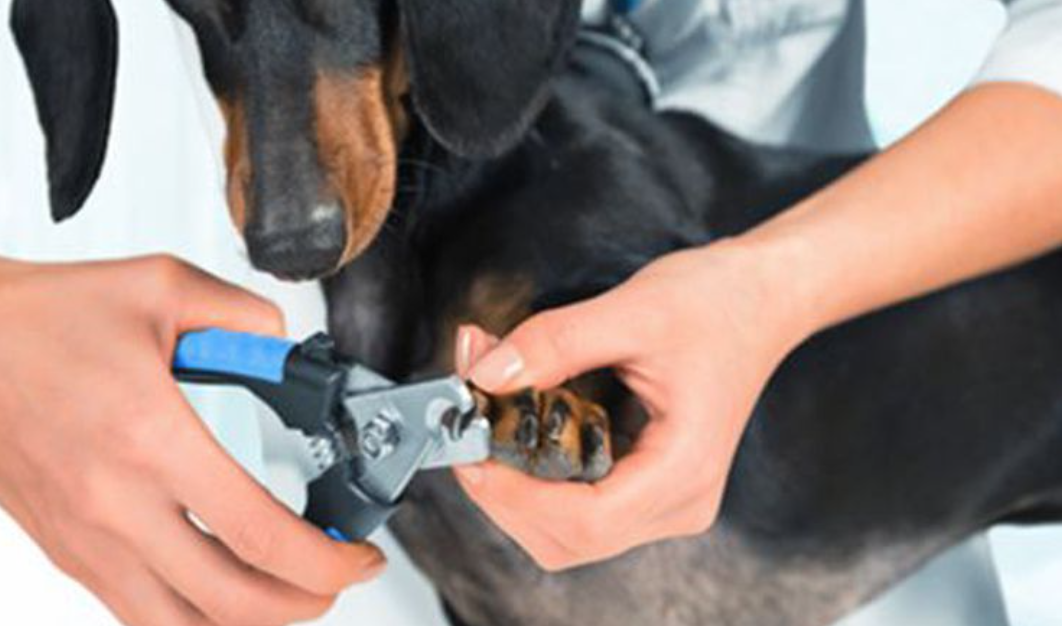 How Long Should Dachshund Nails Be?