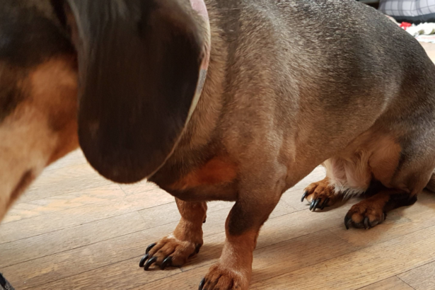 How Short Should You Cut A Dachshund’s Nails?