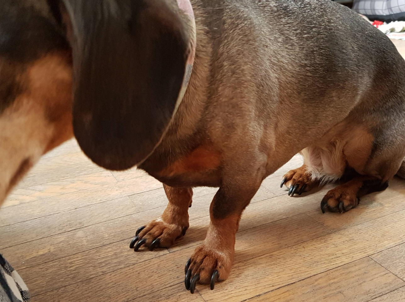 How Short Should You Cut A Dachshund’s Nails?