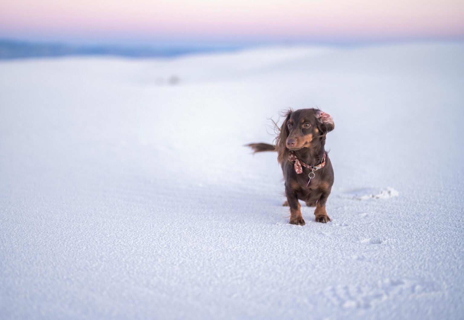 Dachshund