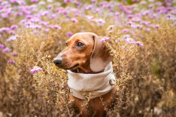 How to Spell “Dachshund” Correctly