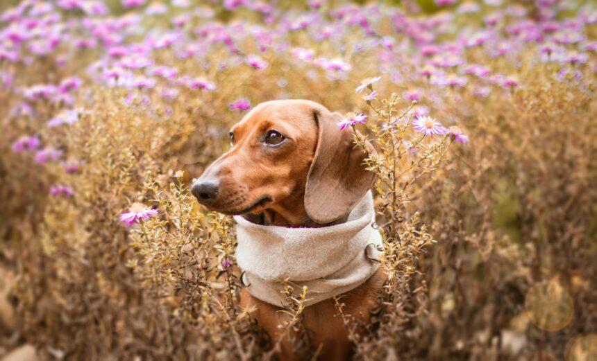 How to Spell “Dachshund” Correctly