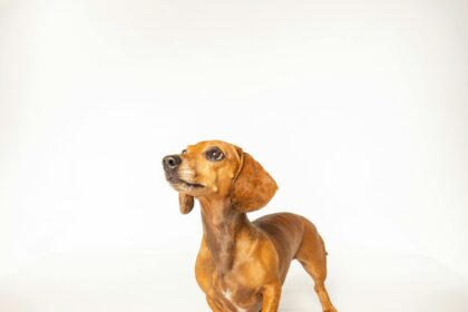 healthy weight for mini dachshund